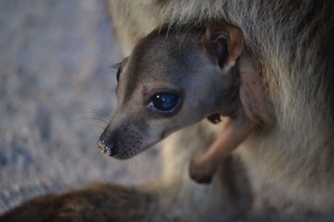 rock wallaby