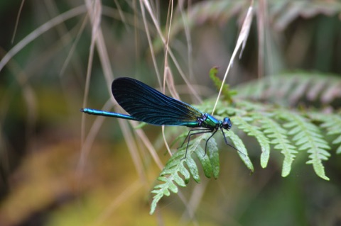 Dragonfly Forest of Paimpont