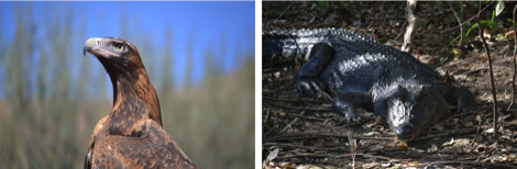 Australia wildlife
