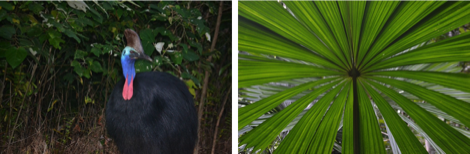 Cassowary, fan palm
