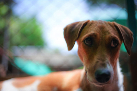 Dog with sad eyes