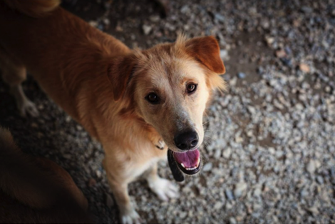 Rescue dog