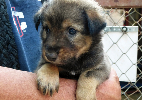 Rescue puppy