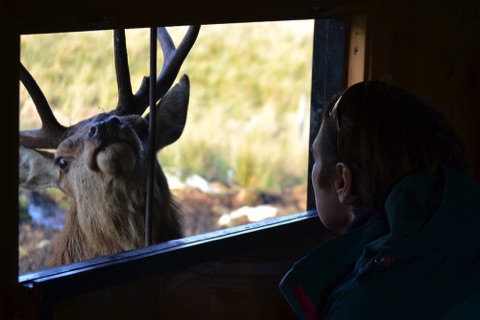 Red Deer Range, Dumfries and Galloway