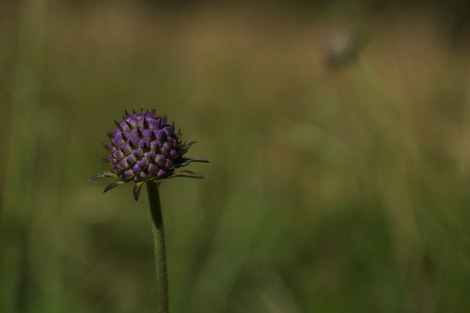 purple flowe