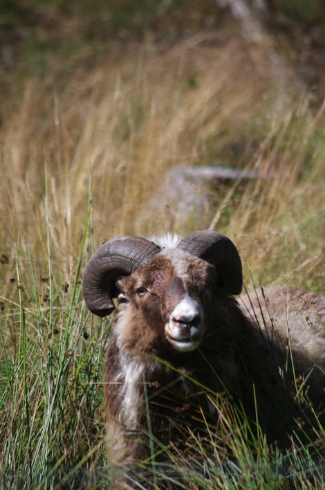 Värmland sheep