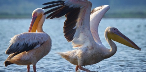 Pelicans