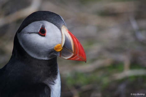 Puffin on the Farne Islands