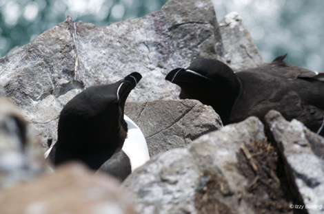 Razorbills on Inner Farne, Northumberland
