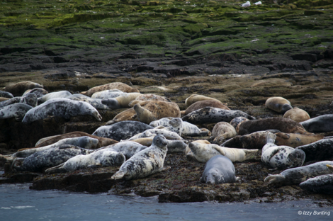 Seals on Longstone Island, Northumberland