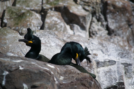 Shags, Inner Farne, Northumberland