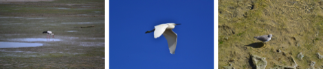 Birds of Formosa, Algarve, Portugal