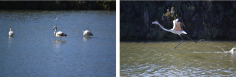 Flamingos, Formosa, Algarve, Portugal