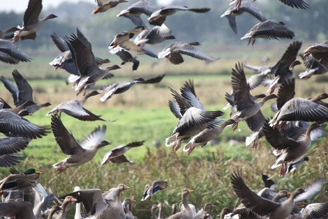 pink footed geese taking flight