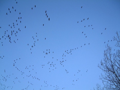 Geese flying in a blue sky