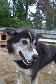 Husky