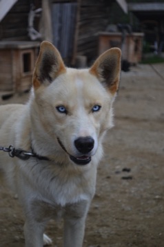 Husky with blue eyes