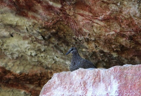Chestnut-quilled rock pigeon