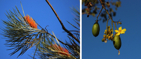 Plants of Kakadu