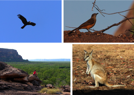 Kakadu