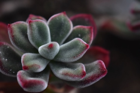 Kew Gardens succulent