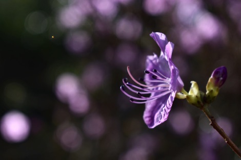 Kew Gardens rhododendrons