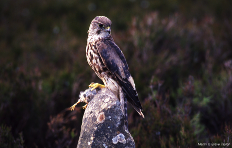 Merlin