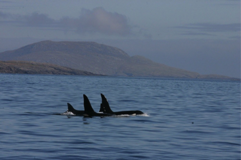 Orcas off the west coast of Scotland