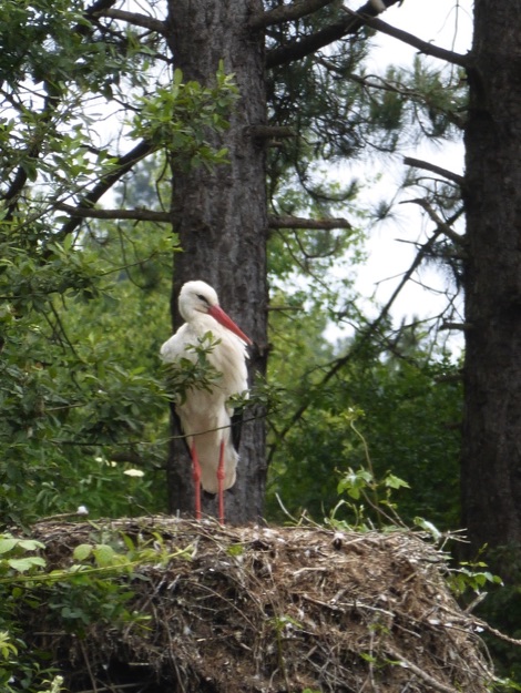 stork
