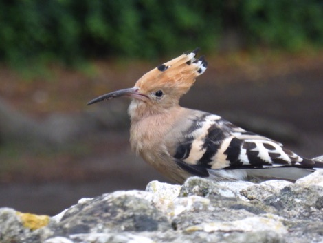 Hoopoe