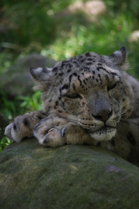 snow leopard