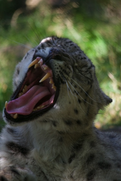 snow leopard