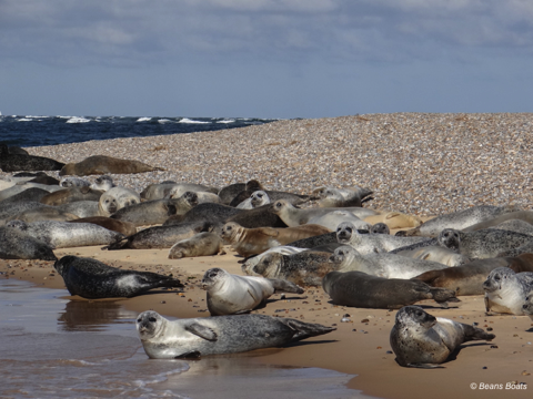 Seals at Blakeney Point by Beans Boats