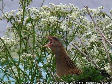 Corncrake