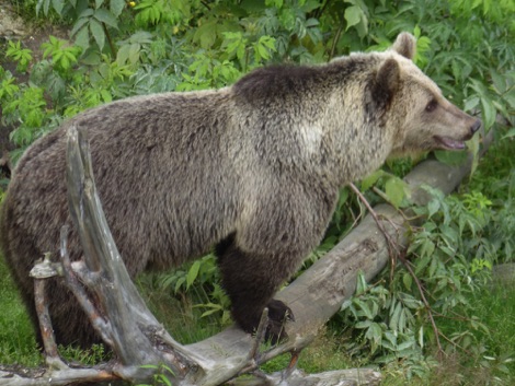 Bear, Fla bear park