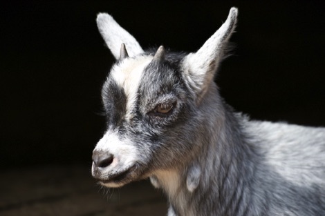 Goat, Fla bear park