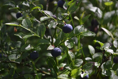 Blueberries, Pyha-Luosto National Park