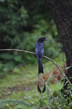 racket-tailed drongo, Singapore