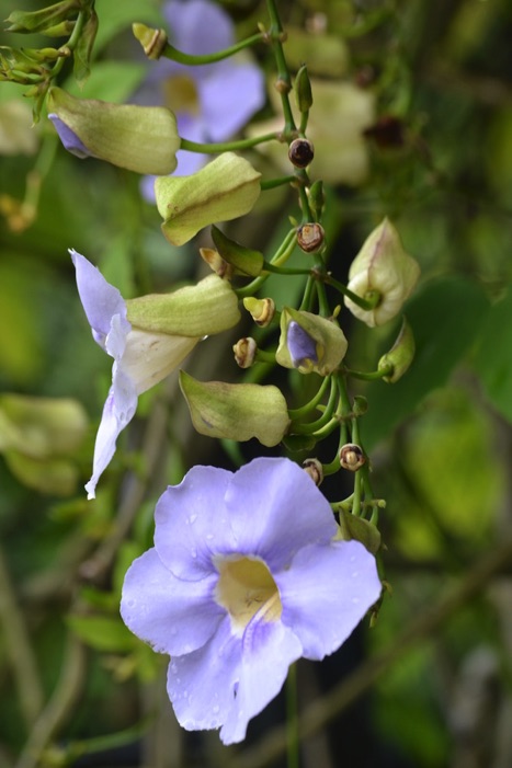 flowers, Singapore