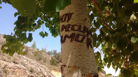 Engraved names of lovers on trees by River Duero