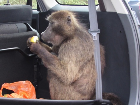 baboon in car