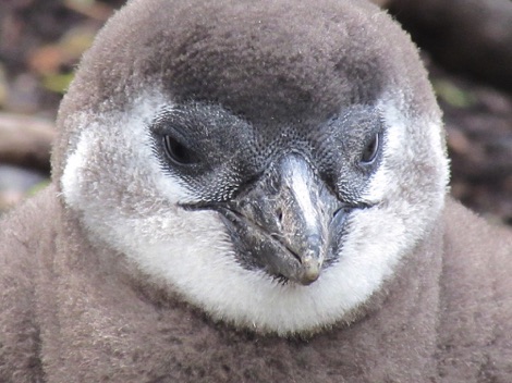African penguins