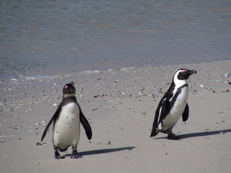 African penguins
