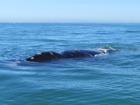 southern right whale