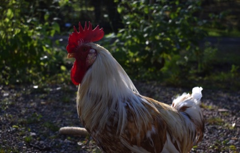 Ullstorps Stugor chicken