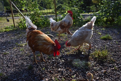 Ullstorps Stugor hens