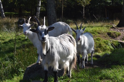 Ullstorps Stugor goats