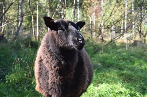 Ullstorps Stugor sheep
