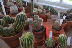 Cacti, Botanical Gardens, Uppsala