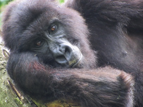 Mountain gorilla